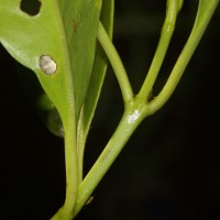 Syzygium nervosum A.Cunn. ex DC.